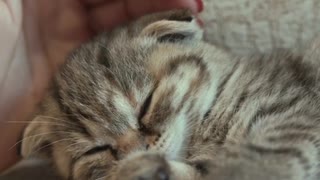 BGM『海辺のバカンス』U.K 猫が寝ているだけの動画