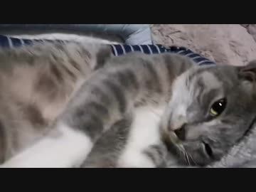 因縁のスーパーコネコチャン、麗しき姫となる