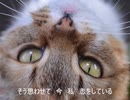 【歌ってみた】裸の心　～あいみょん～