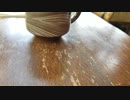 出かけた先のカフェでアリが接客してくれるのかと思いきや水飲んでた