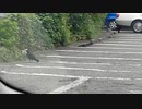 猫がカラスを狙ったのだが、最後は…