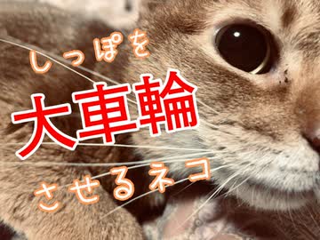 しっぽを大車輪させるネコ
