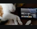 寝てる猫に野獣先輩のインタビューを聞かせてみた