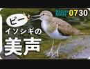 0730【イソシギ鳴き声と求愛】カルガモ親子とエンジェルウイング？ツバメ返し、アオサギとカワウの飛翔など【今日撮り野鳥動画まとめ】身近な生き物語