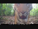 タイのジャングル歩く野生のトラ、4年ぶりに撮影 未確認の個体