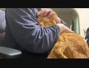 発見？野良猫をむちゃくちゃ懐かせる方法