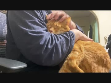 発見？野良猫をむちゃくちゃ懐かせる方法