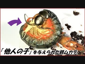 「卵」を奪われたムカデに「他人の子ムカデ」を与えたら・・・！