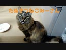 返事をするみーさん
