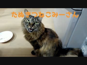 返事をするみーさん