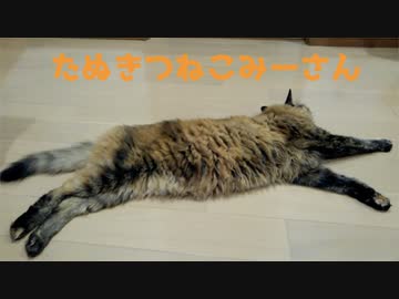 伸びるみーさん