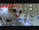 家猫になって初ミネラルウォーター【野良猫の保護当日２】