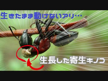 キノコに操られるアリ 森林環境音asmr風 ニコニコ動画