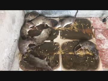 ホモと学ぶネズミトラップ.simple4