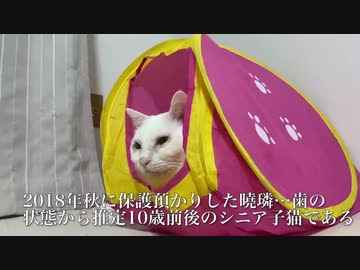 最年少の兄貴猫、最年長のシニア子猫をあやす