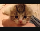 キュートキャット