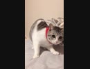 ローリングキャット