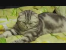 ネオチキャット