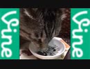 ヴィーネキャット