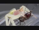 蜘蛛に自分の血を吸って欲しいので血を吸った蚊を食わせて与える人
