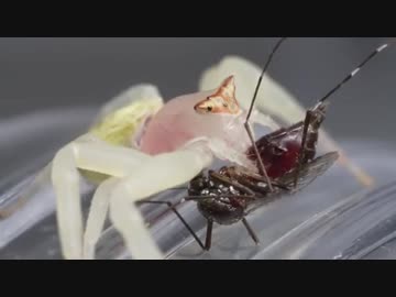 蜘蛛に自分の血を吸って欲しいので血を吸った蚊を食わせて与える人