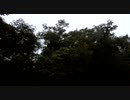 虫の鳴き声20200730【作業用BGM】