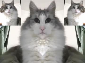 【うちの猫】シンメトリーねこ【マメ】