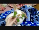 ミントもぐもぐうさぎさん