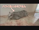 捨て猫でも保護猫でもない普通の猫の不審な行動が面白すぎた