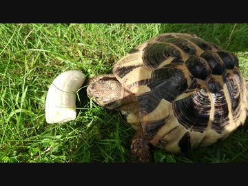 バナナに食らいつくリクガメ