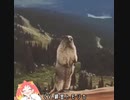 叫ぶシカモット