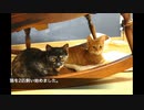 猫飼い始めました