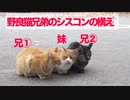 武闘派野良猫兄弟、美しき妹猫へのシスコンぶりを見せつける