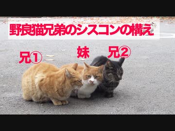 武闘派野良猫兄弟、美しき妹猫へのシスコンぶりを見せつける