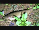 【釣り・ニコ生】埼玉の柳瀬川でナマズを釣る！＠フッキングノイジーで釣れた【VLOG・P30 Pro】