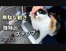 野良猫らしからぬ動きがイジメの原因？『車内で家猫訓練２』【三毛猫が保護されるまで Part３】