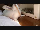 遊びに夢中でもご飯は食べたいうさぎさん