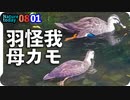0801【怪我した母カモ】奇形のカルガモ親子。黄色い亀。マルガモ親子。アオサギ、セキレイ親子【今日撮り野鳥動画まとめ】身近な生き物語