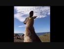 カンガルーになった米津玄師