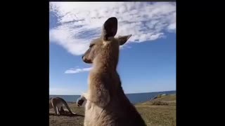 カンガルーになった米津玄師