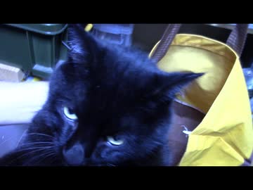 今月の体重測定【蒼民家の猫々】