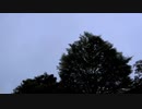 セミと鳥の鳴き声20200730-2