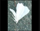 はかない / 器楽曲