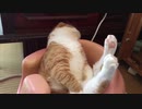 ウトウトからの寝落ち猫