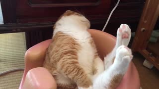 ウトウトからの寝落ち猫