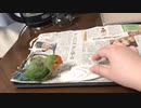 インコ用カトルボーン作ってみた