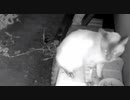 のら猫のご飯 2020-08-02