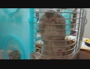 掃除してあげると大暴れするハムスターはこちら。 Here's a hamster that will rampage after cleaning.  #66【ハムスター物語】