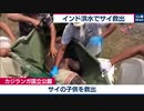 インド 洪水の中サイ救出