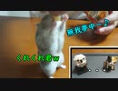 お友達よりも○○くれ！なハムスター。 I want more than my friends・・・  #67【ハムスター物語】
